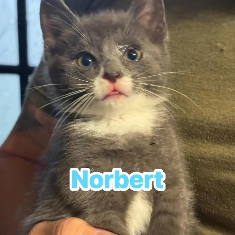 A baby small-sized male Gray / Blue / Silver Domestic Short Hair cat named Norbert for adoption in Huntington, WV