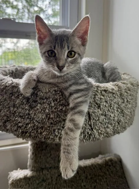 A baby small-sized female Gray / Blue / Silver Domestic Short Hair cat named Drizzle for adoption in Ashland, OH