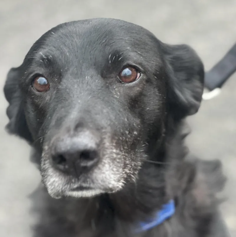 Buddy in Colorado