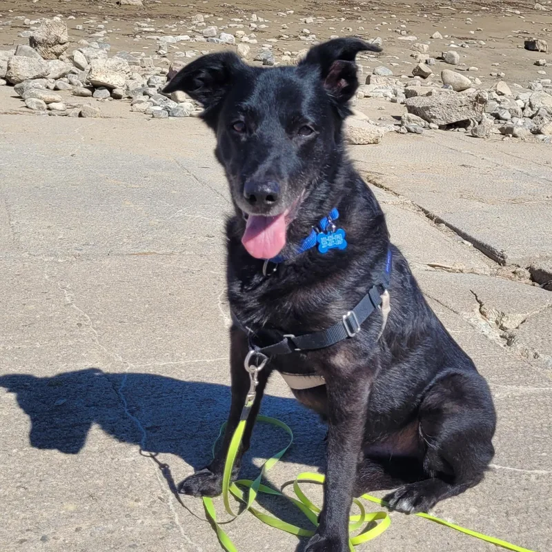 Buddy in Colorado thumbnail 2