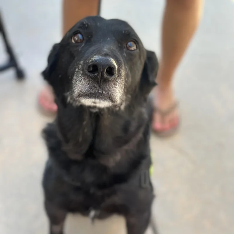 Buddy in Colorado thumbnail 3