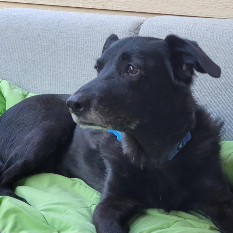 Buddy in Colorado thumbnail 4