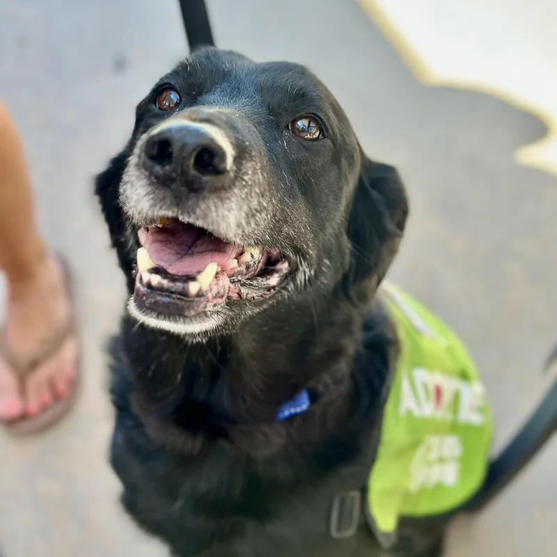 Buddy in Colorado thumbnail 5