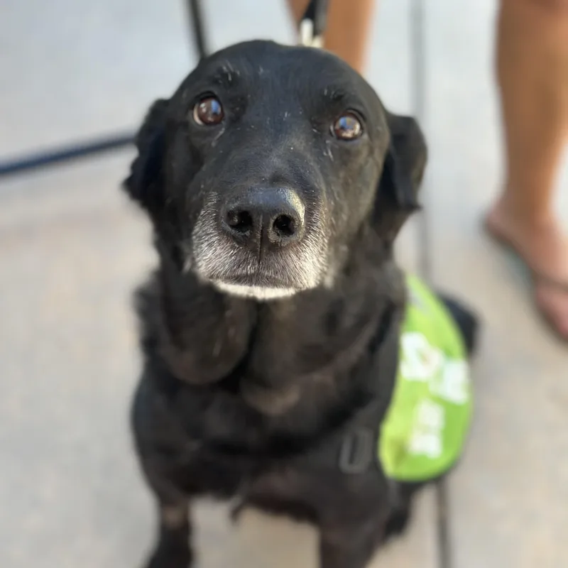 Buddy in Colorado thumbnail 6