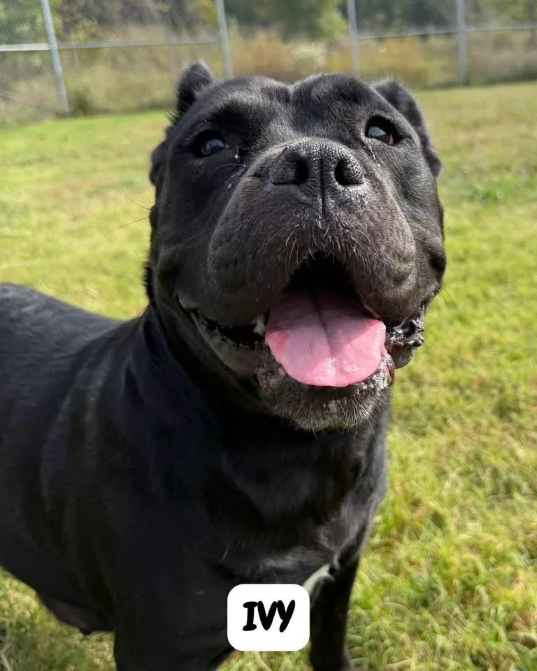 An adult large-sized female American Bully dog named Ivy for adoption in Manassas, VA