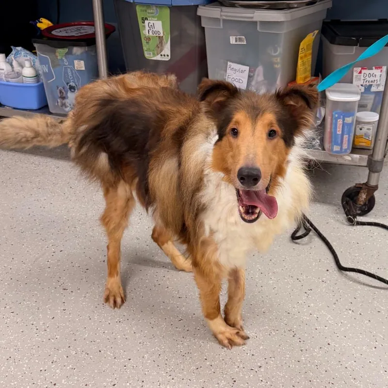 An adult large-sized male Red / Chestnut / Orange Rough Collie dog named Rex for adoption in Indianapolis, IN