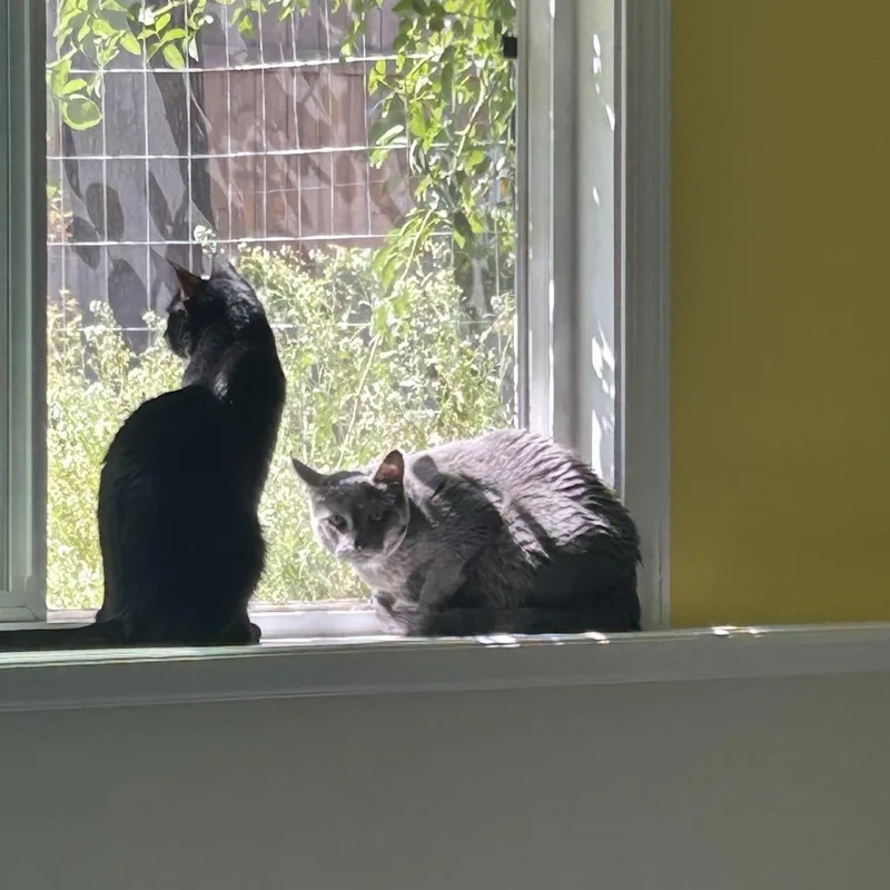 An adult small-sized female Black Domestic Medium Hair cat named Miso for adoption in Nampa, ID