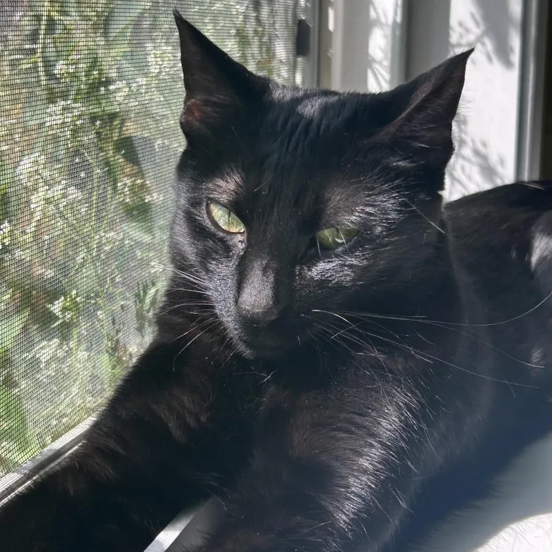 Miso thumbnail 5