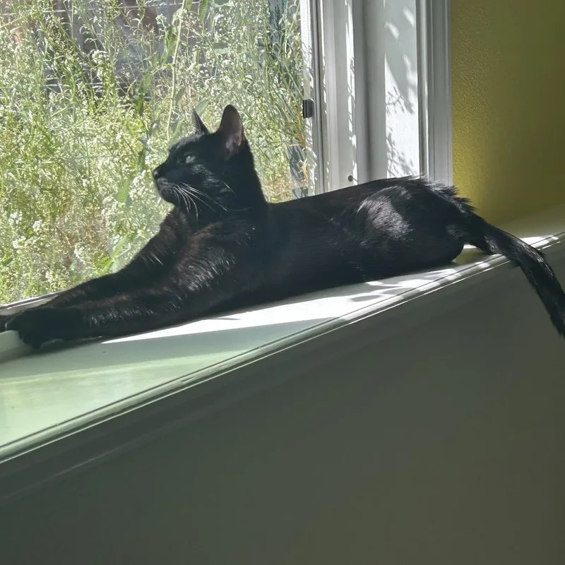 Miso thumbnail 6