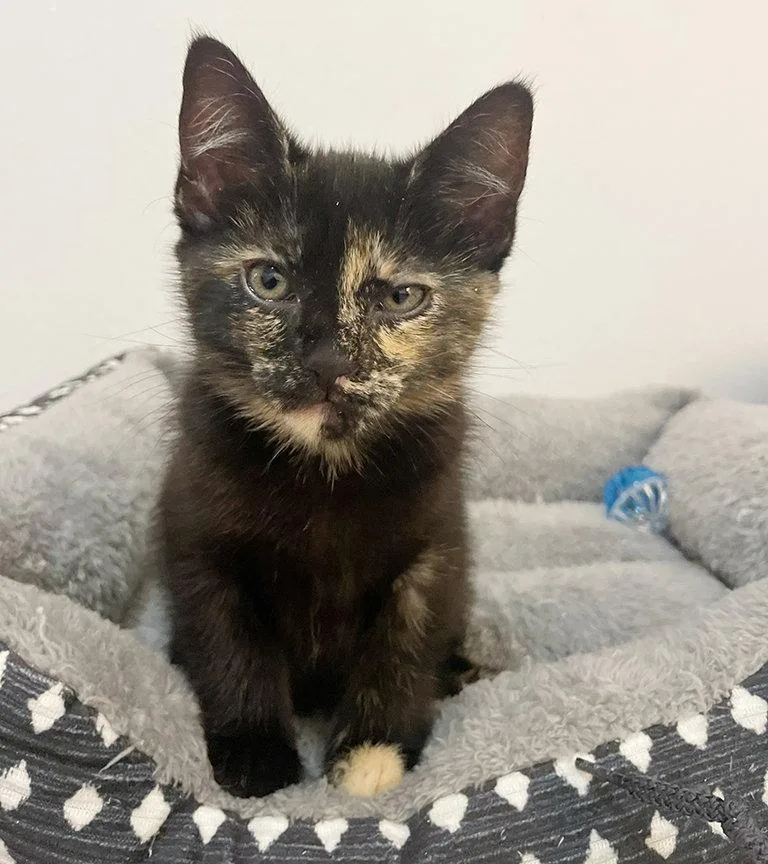 A baby medium-sized female Tortoiseshell cat named Lizzo for adoption in Anacortes, WA