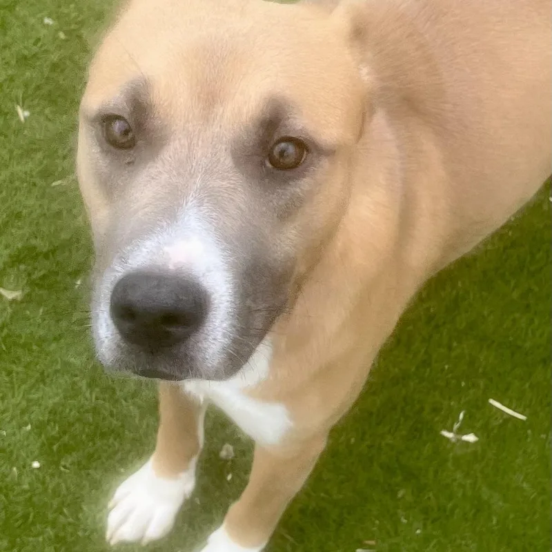 Goldie! Miss Congeniality… With thumbnail 2