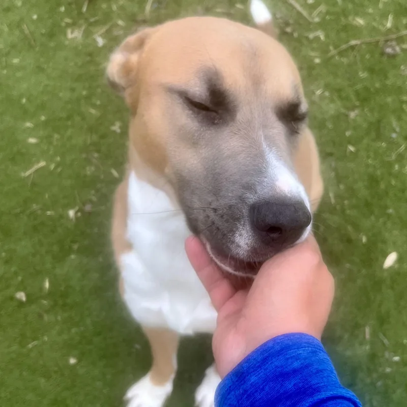 Goldie! Miss Congeniality… With thumbnail 3