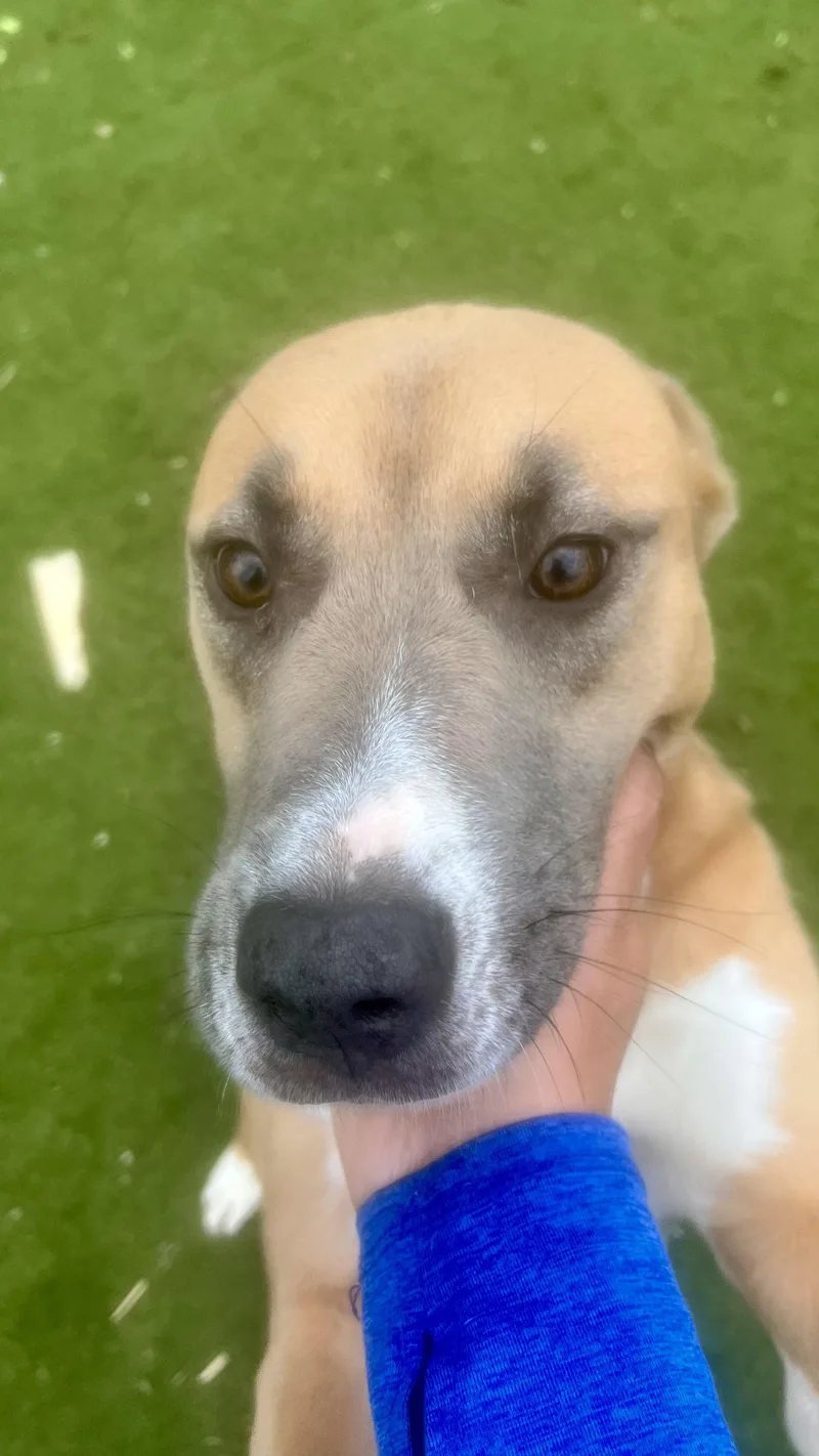 Goldie! Miss Congeniality… With thumbnail 4