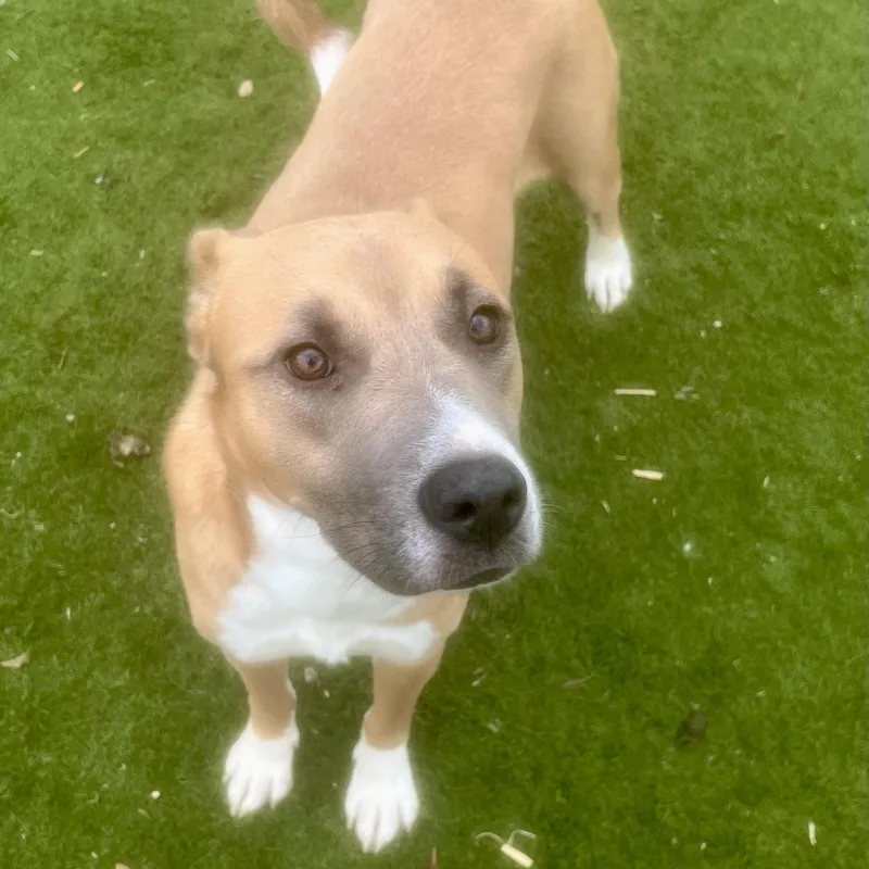 Goldie! Miss Congeniality… With thumbnail 5