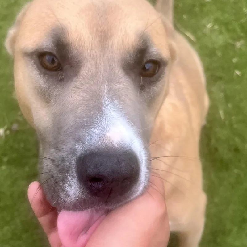 Goldie! Miss Congeniality… With thumbnail 6