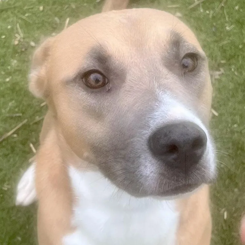 A young medium-sized female Golden Mixed Breed dog named Goldie! Miss Congeniality… With for adoption in Houston, TX