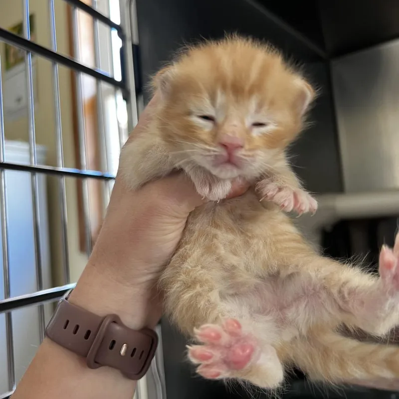 A baby small-sized male Orange / Red Domestic Short Hair cat named Teddy for adoption in Harrisville, WV