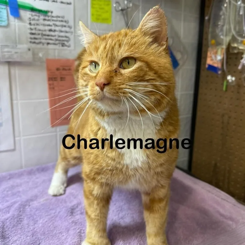 Charlemagne thumbnail 2