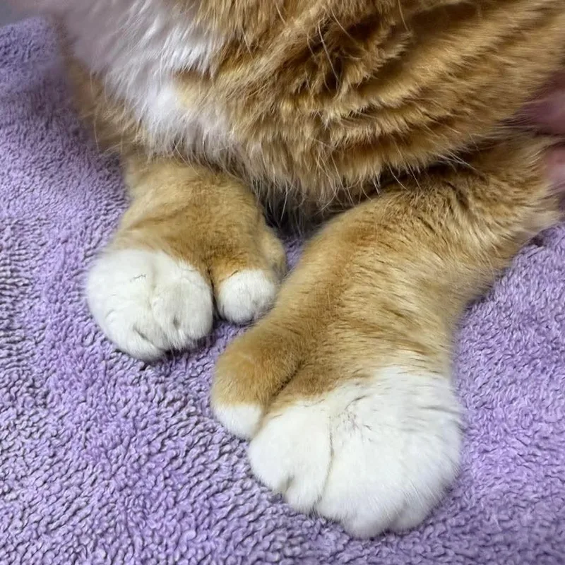 Charlemagne thumbnail 3