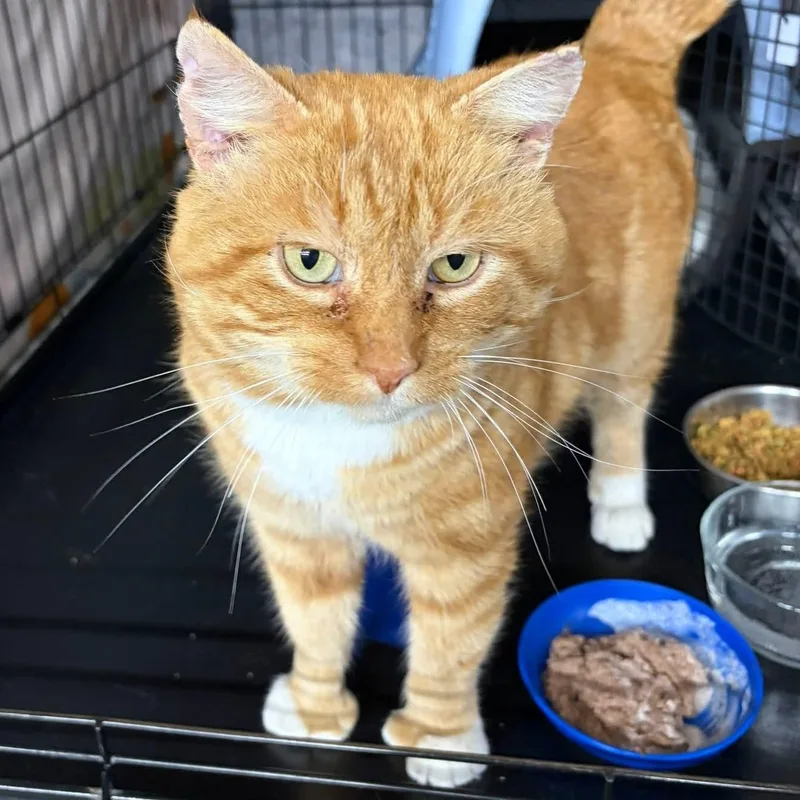 Charlemagne thumbnail 4