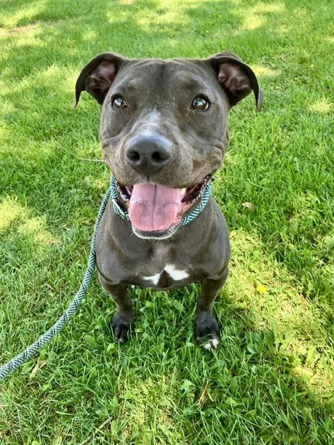 A young medium-sized female Pit Bull Terrier dog named Lyla for adoption in Albuquerque, NM