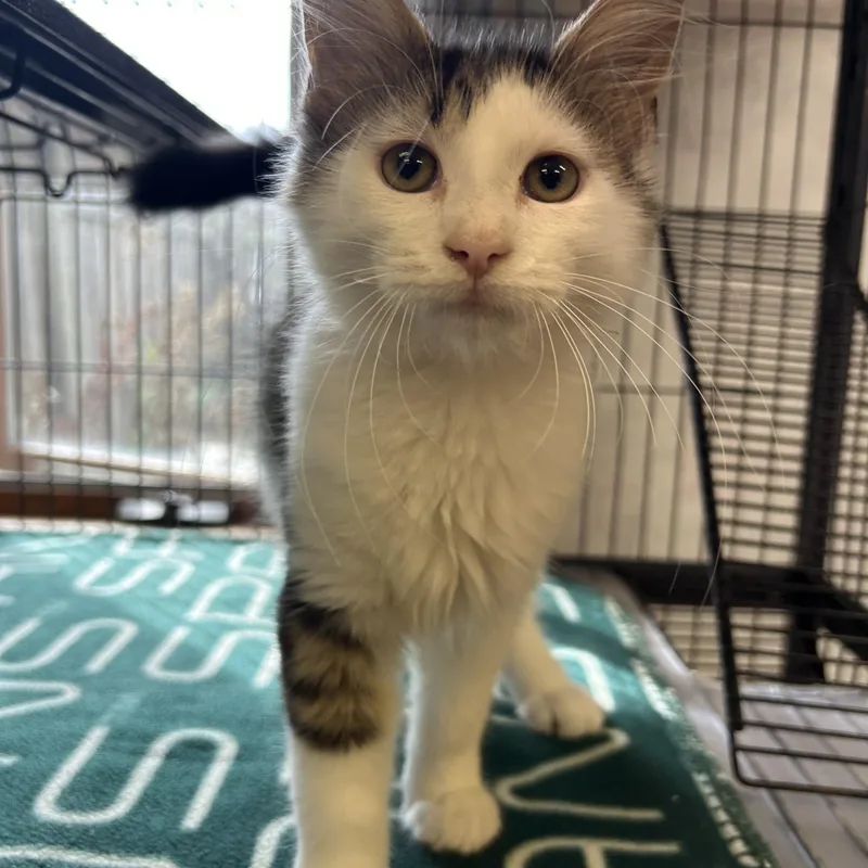 A young medium-sized male Domestic Medium Hair cat named Corn Maze for adoption in St. Clair, MI