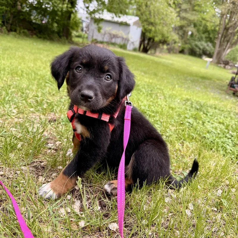 Lola thumbnail 5