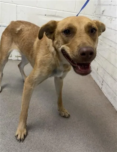 A young large-sized female German Shepherd Dog dog named Maggie for adoption in San Bernardino, CA