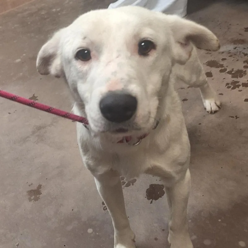 A young small-sized female Cattle Dog dog named Wilde for adoption in Flagstaff, AZ