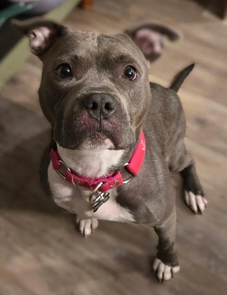 A young medium-sized female Pit Bull Terrier dog named Rain for adoption in Framingham, MA