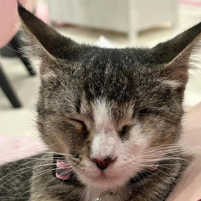 A young medium-sized female Tabby (Gray / Blue / Silver) Tabby cat named Ferris for adoption in Dallas, TX