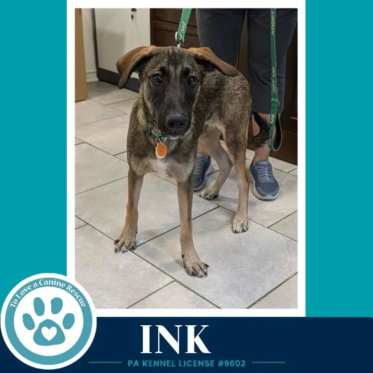 A baby large-sized male Brown / Chocolate Shepherd dog named Ink for adoption in Kimberton, PA