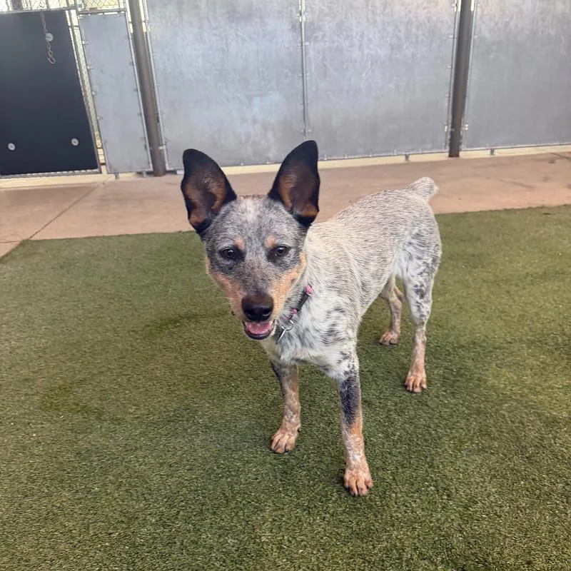 A young medium-sized male Black Mixed Breed dog named Justin for adoption in Truckee, CA