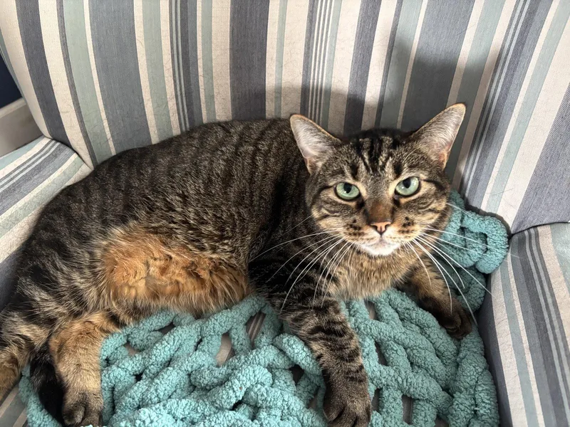 An adult medium-sized male Tabby cat named ASLAN & KODY  for adoption in Hillsboro, OR