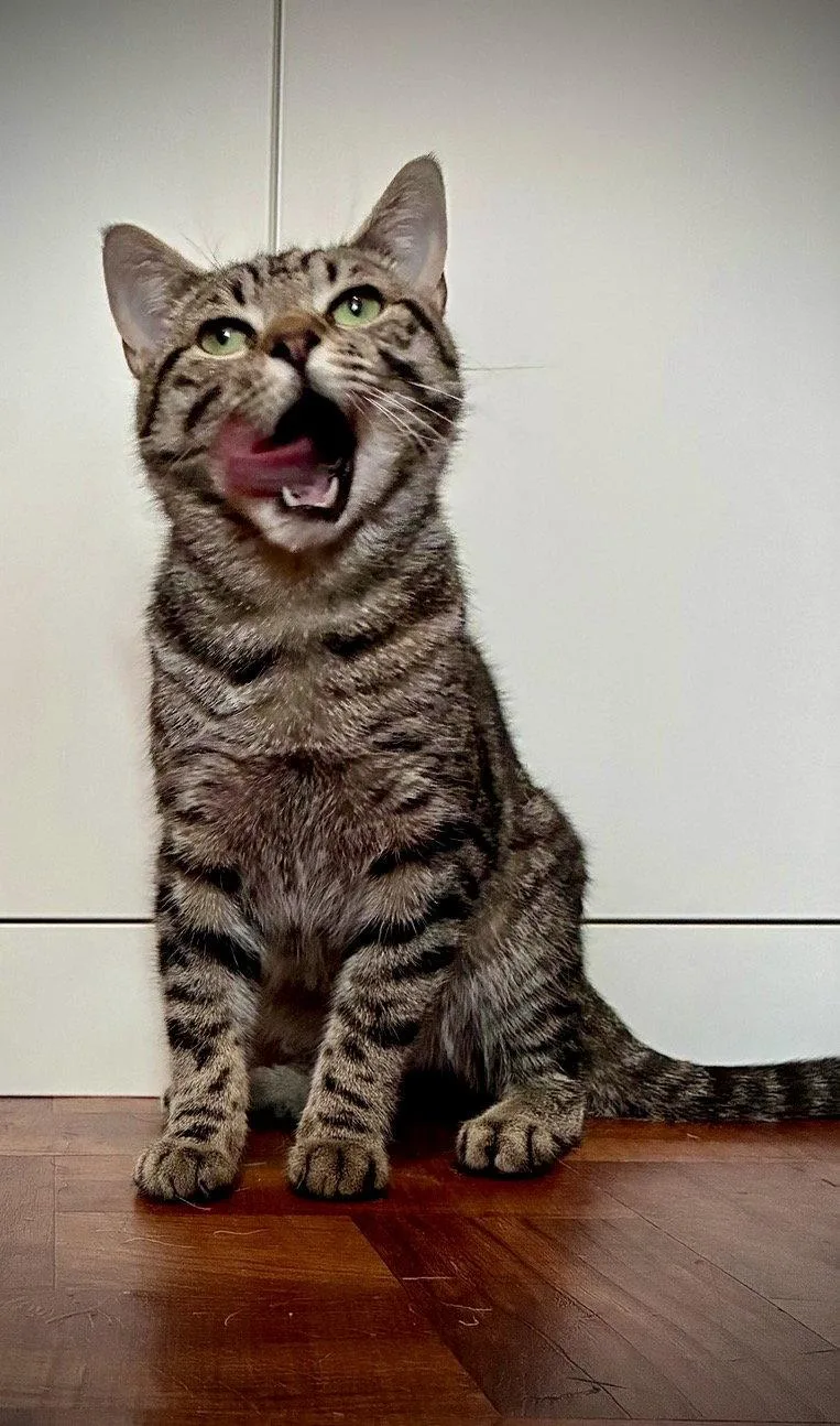 A young medium-sized male Domestic Short Hair cat named Kyle for adoption in Brooklyn, NY