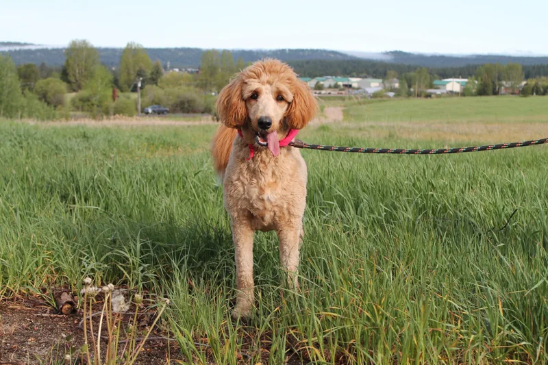 A young medium-sized female Mixed Breed dog named Barley for adoption in McCall, ID