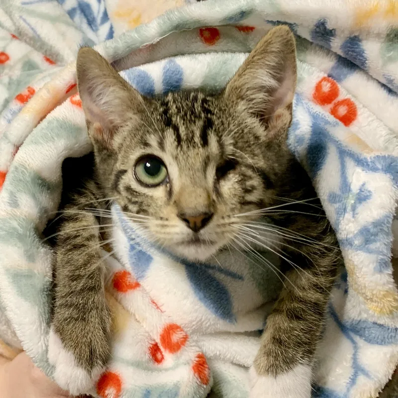 A baby small-sized male Tabby (Gray / Blue / Silver) Domestic Short Hair cat named Colt for adoption in Gilbert, AZ