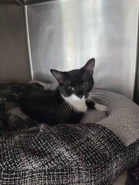 An adult medium-sized female Domestic Short Hair cat named Catwoman for adoption in Cleveland, TN