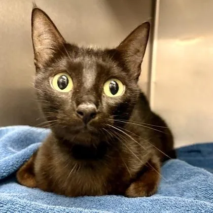A baby medium-sized female Domestic Short Hair cat named Boxxie for adoption in Sacramento, CA