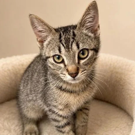 A baby medium-sized male Tabby (Brown / Chocolate) Domestic Short Hair cat named Spud for adoption in Cranston, RI