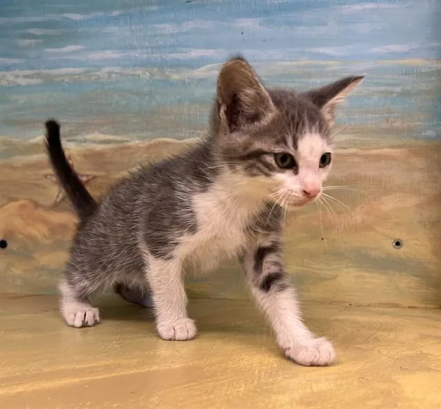 A baby medium-sized male Domestic Medium Hair cat named Jasper Hill for adoption in Agoura, CA