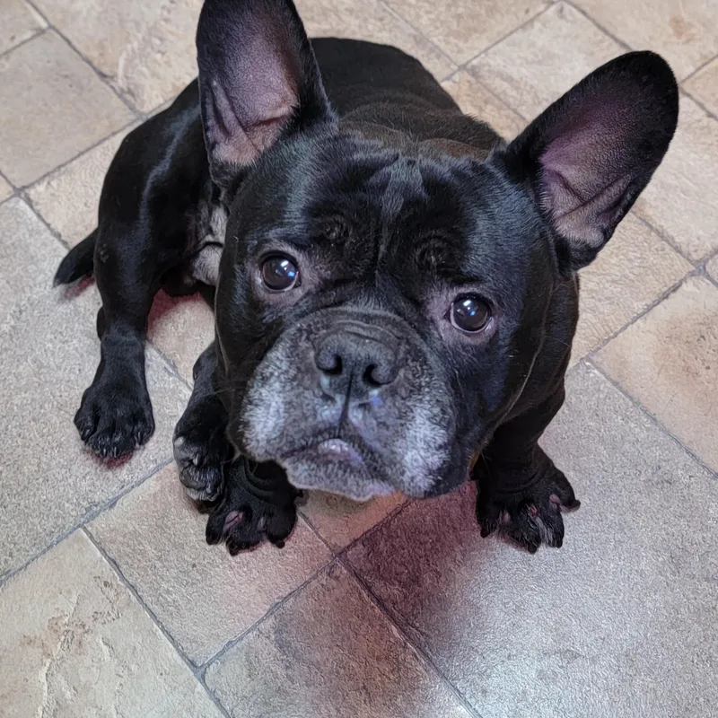 An adult medium-sized male Black French Bulldog dog named Otter for adoption in Joliet, IL