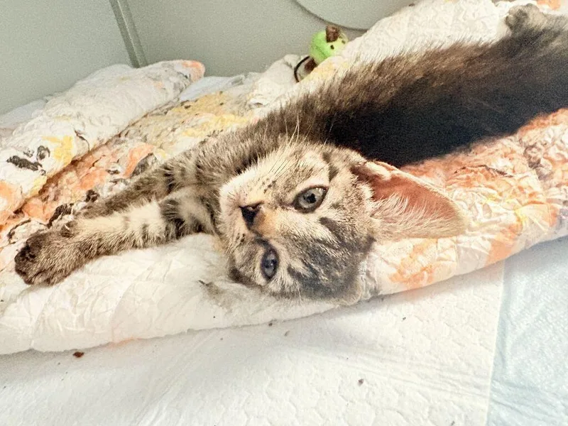 A baby medium-sized male Domestic Short Hair cat named Saturn for adoption in Athens, AL