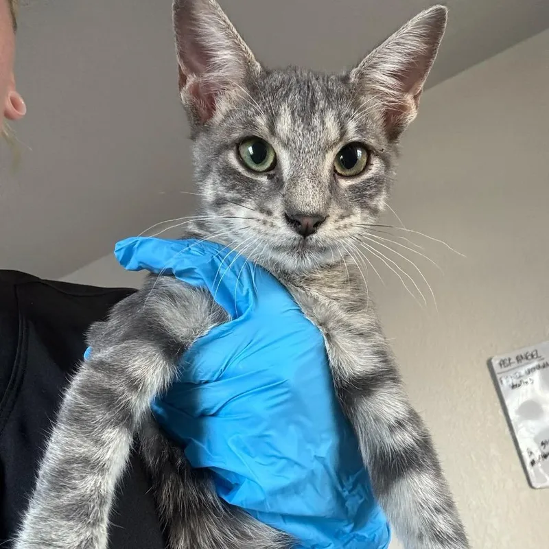 A baby medium-sized male Gray / Blue / Silver Domestic Short Hair cat named Carino for adoption in Midland, TX