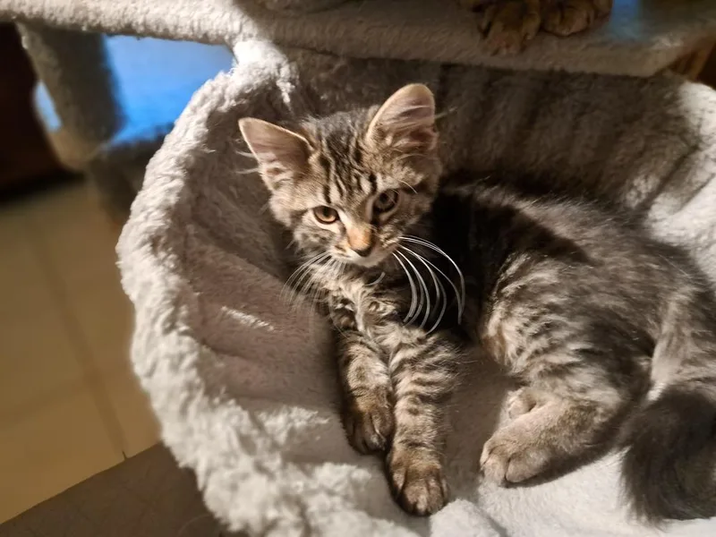A baby small-sized male Domestic Medium Hair cat named Animal for adoption in Plymouth, MN