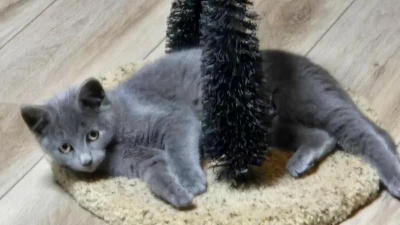 A baby small-sized female Domestic Short Hair cat named Kate for adoption in Bowie, MD