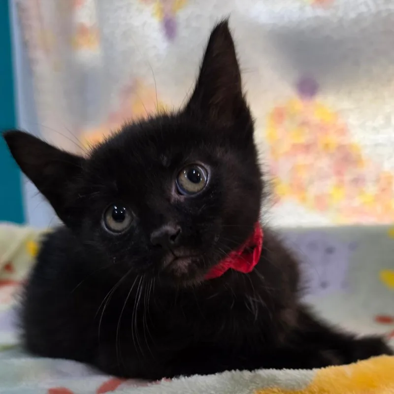 A baby small-sized female Black Domestic Short Hair cat named Abigail for adoption in Jefferson city, TN