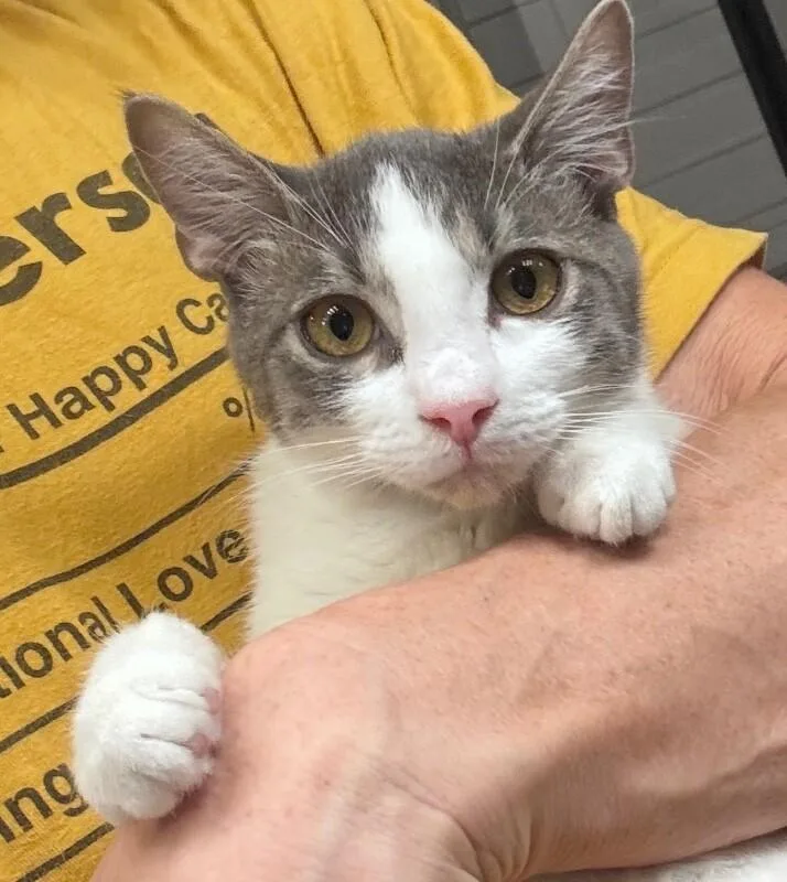 A young small-sized female White Tabby cat named Smudge Bonded To Sampson for adoption in Anthem, AZ