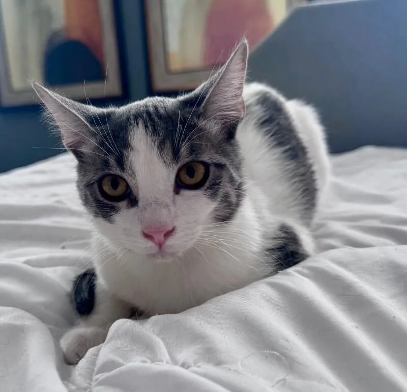 Smudge Bonded To Sampson thumbnail 2