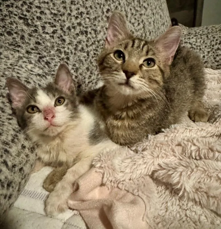 Smudge Bonded To Sampson thumbnail 3